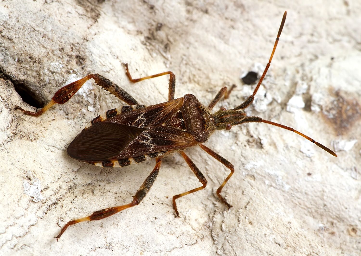 Leptoglossus occidentalis