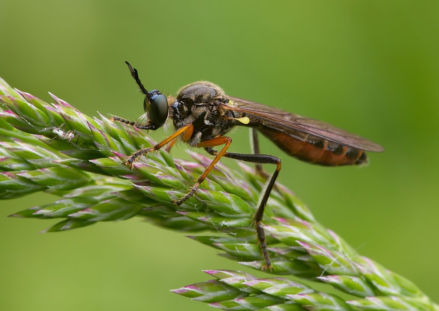 Dioctria rufipes