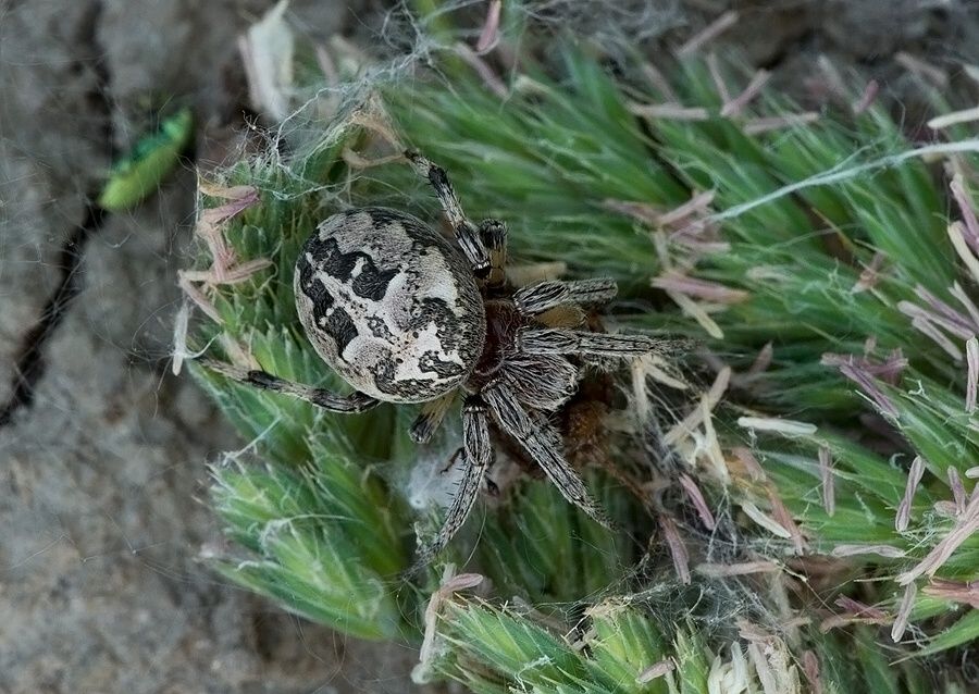 Larinioides suspicax