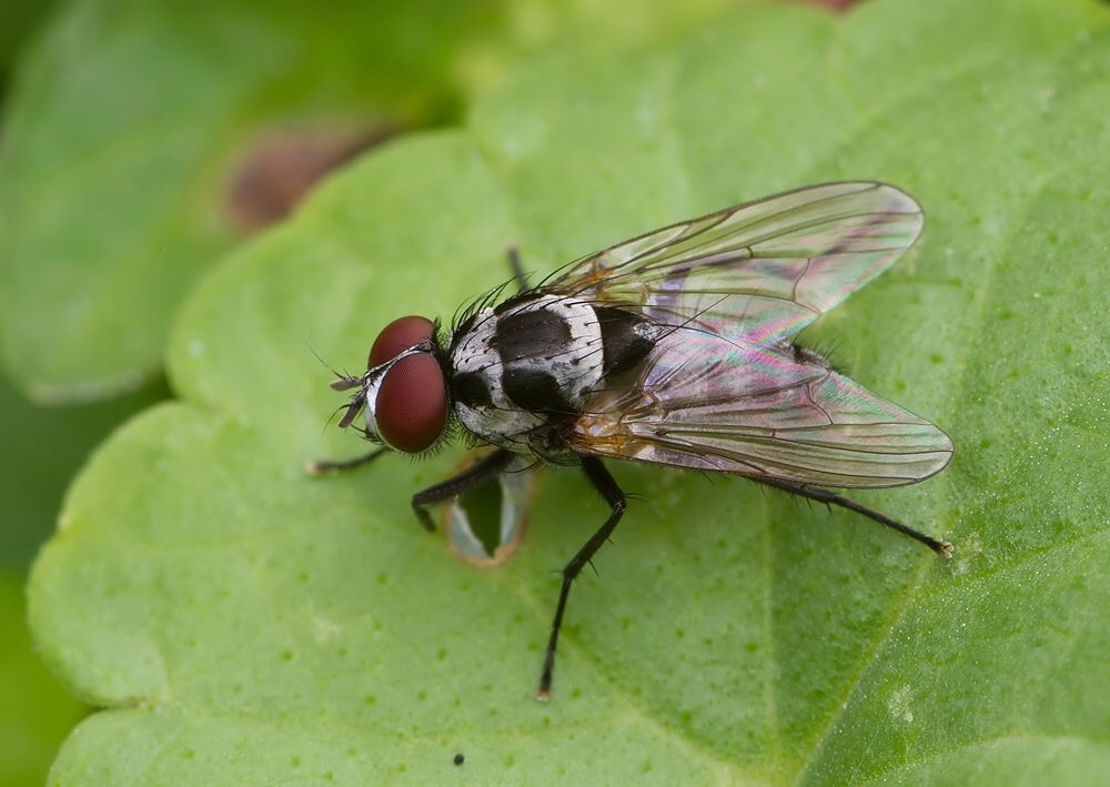 Anthomyia procellaris