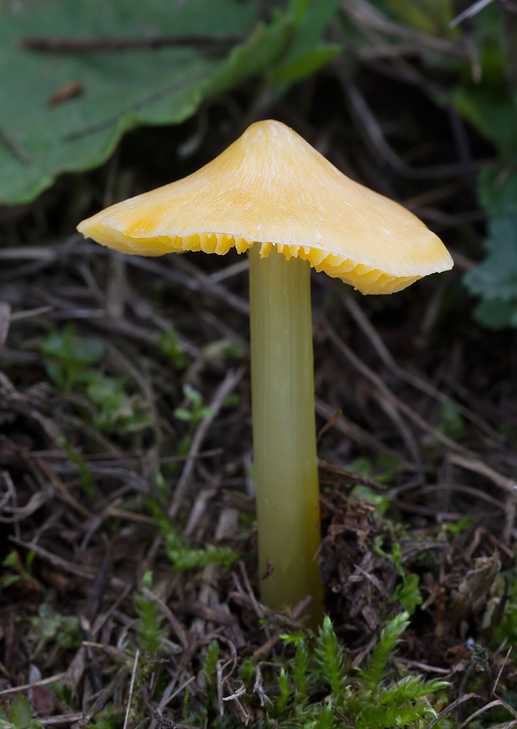 Hygrocybe acutoconica