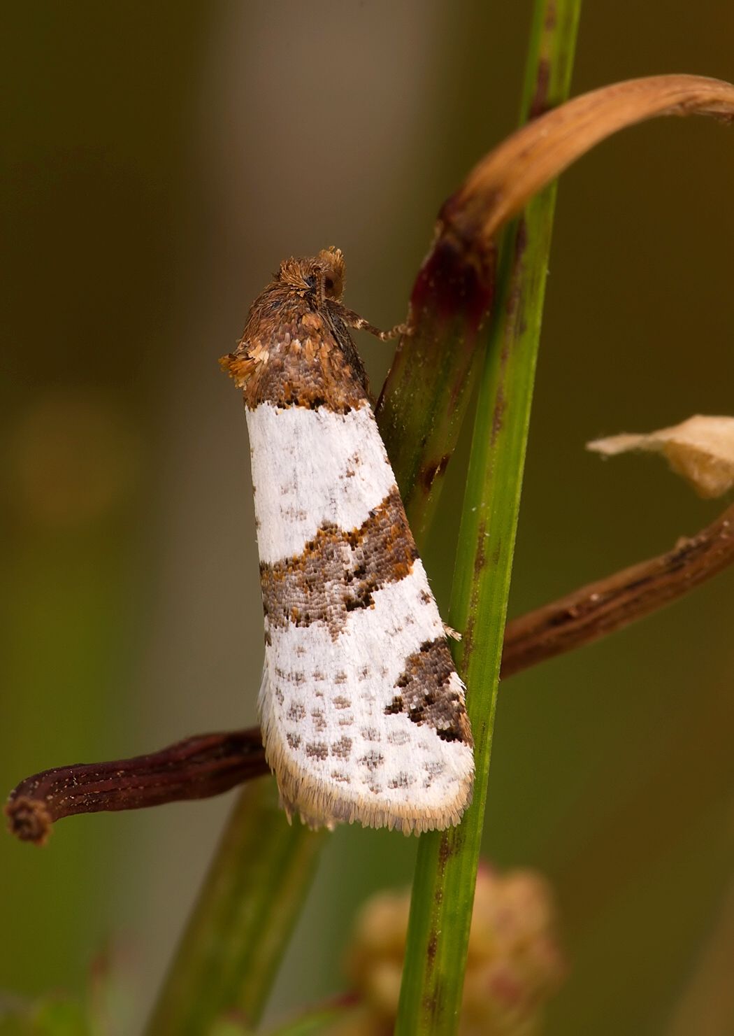 Periclepsis cinctana