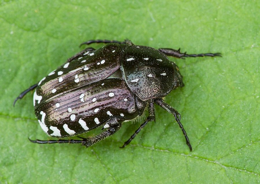 Oxythyrea funesta