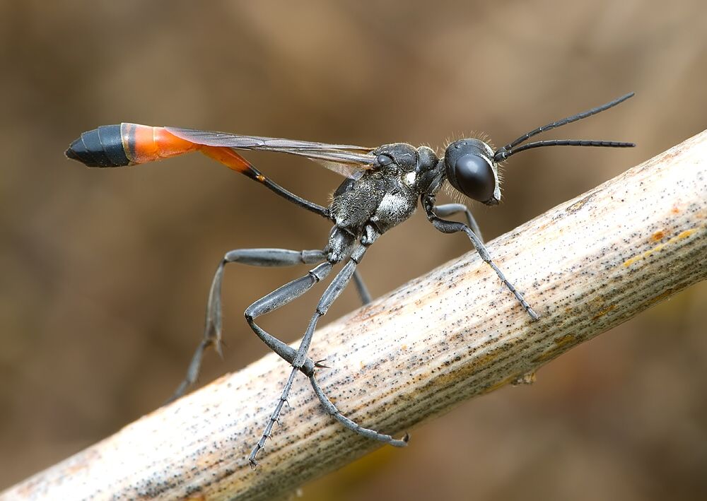 Ammophila campestris