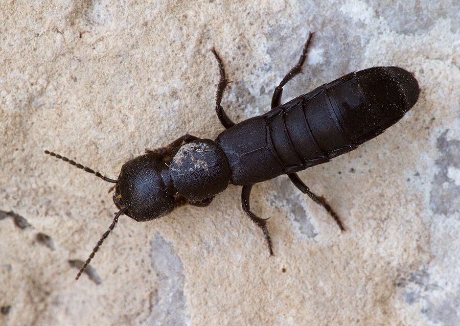 Ocypus olens