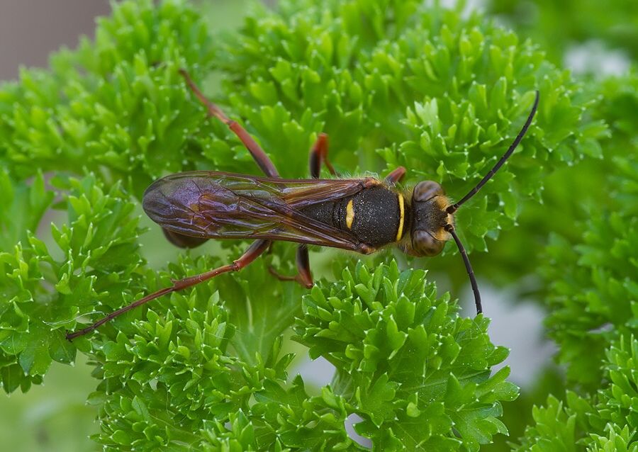Sceliphron curvatum