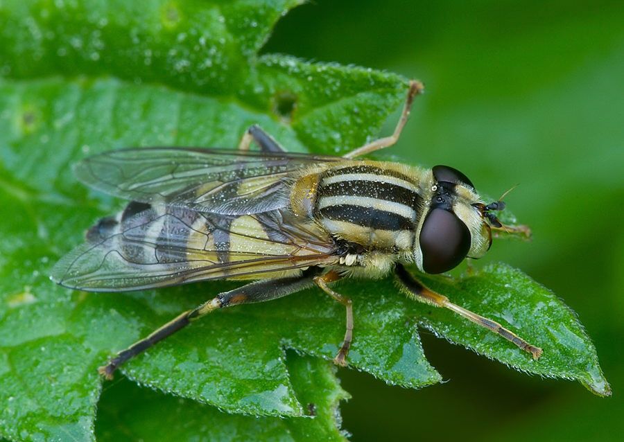 Helophilus trivittatus