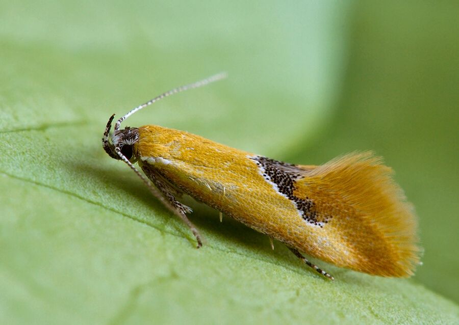 Batia internella