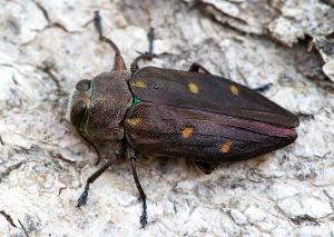 Chrysobothris affinis