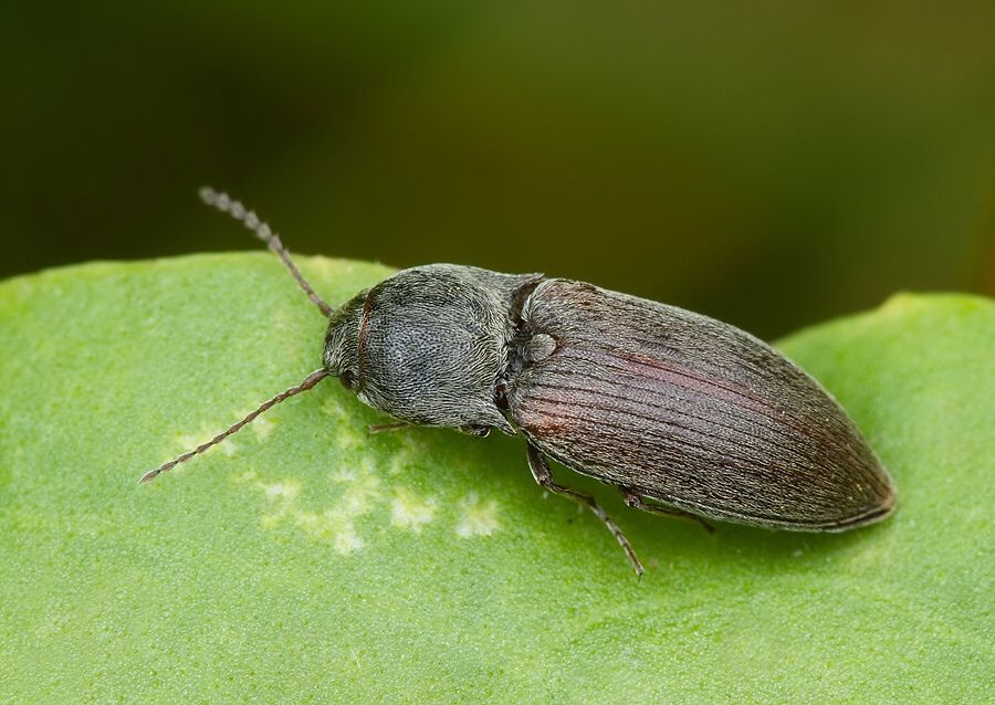Agriotes obscurus