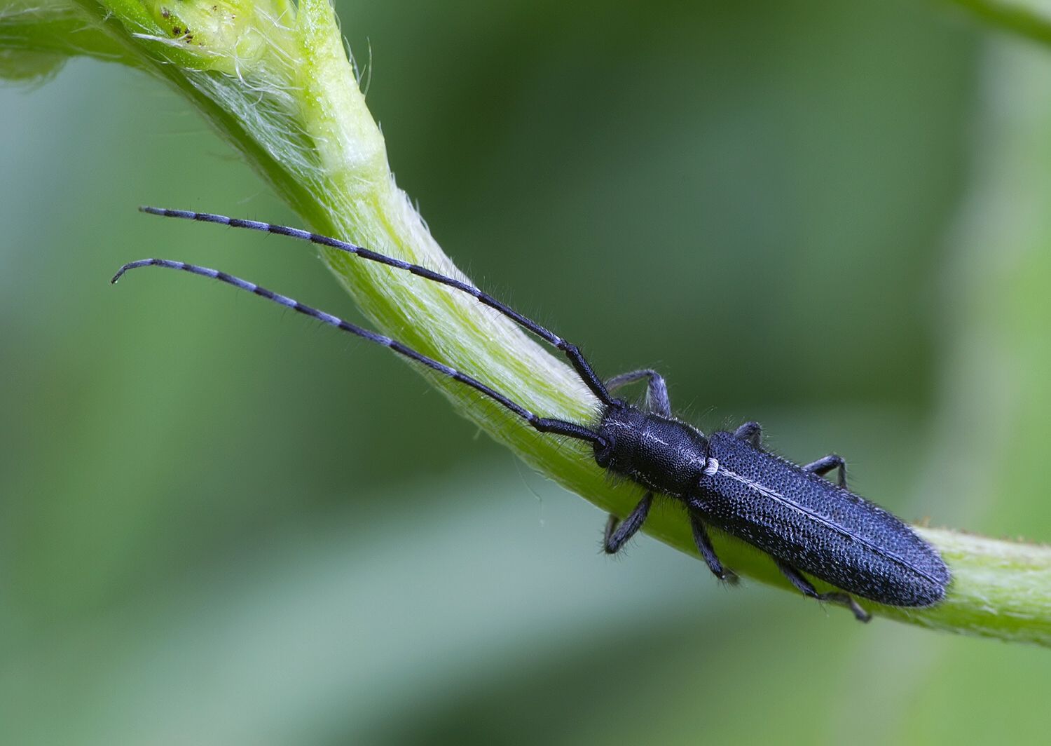 Agapanthia cardui