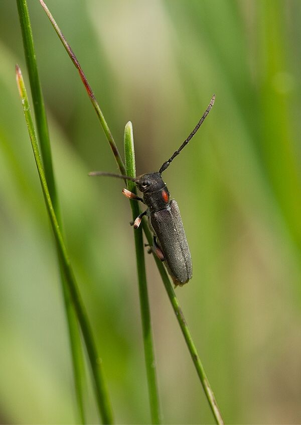 Phytoecia pustulata