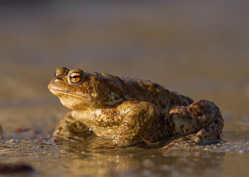 Bufo bufo