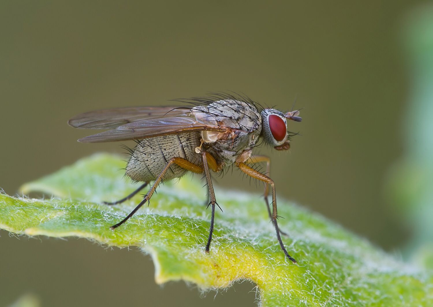 Phaonia tuguriorum