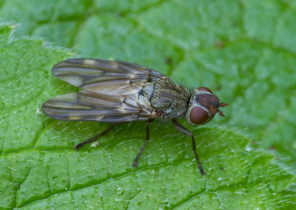 Otites nebulosa