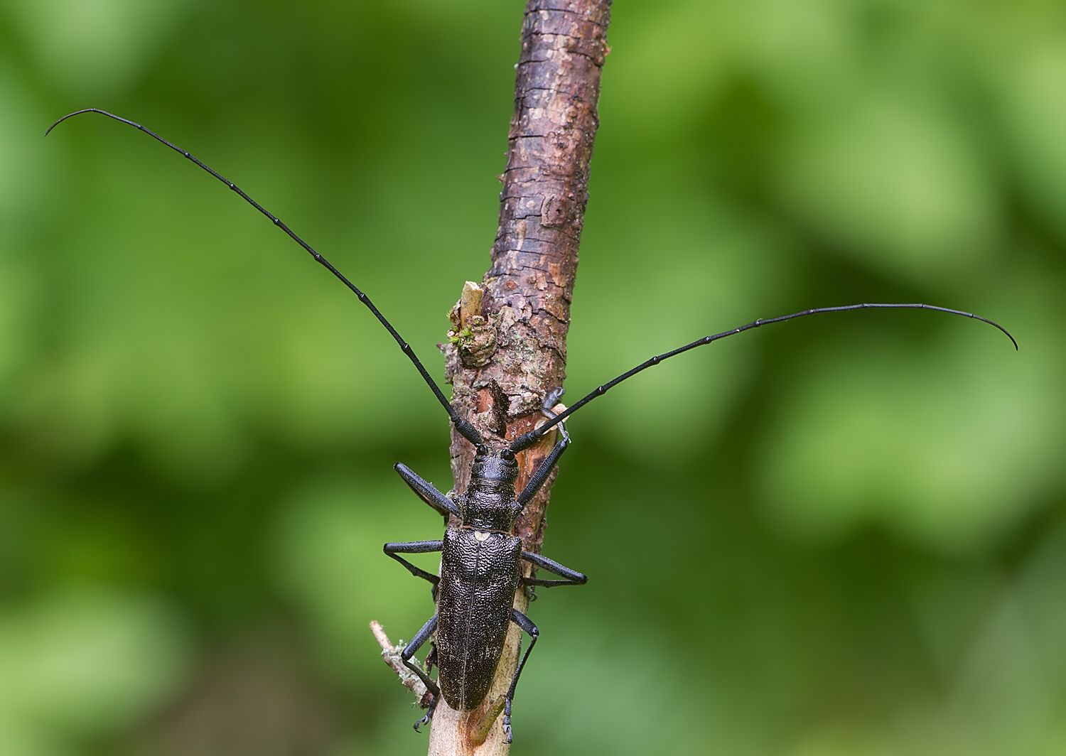 Monochamus sartor