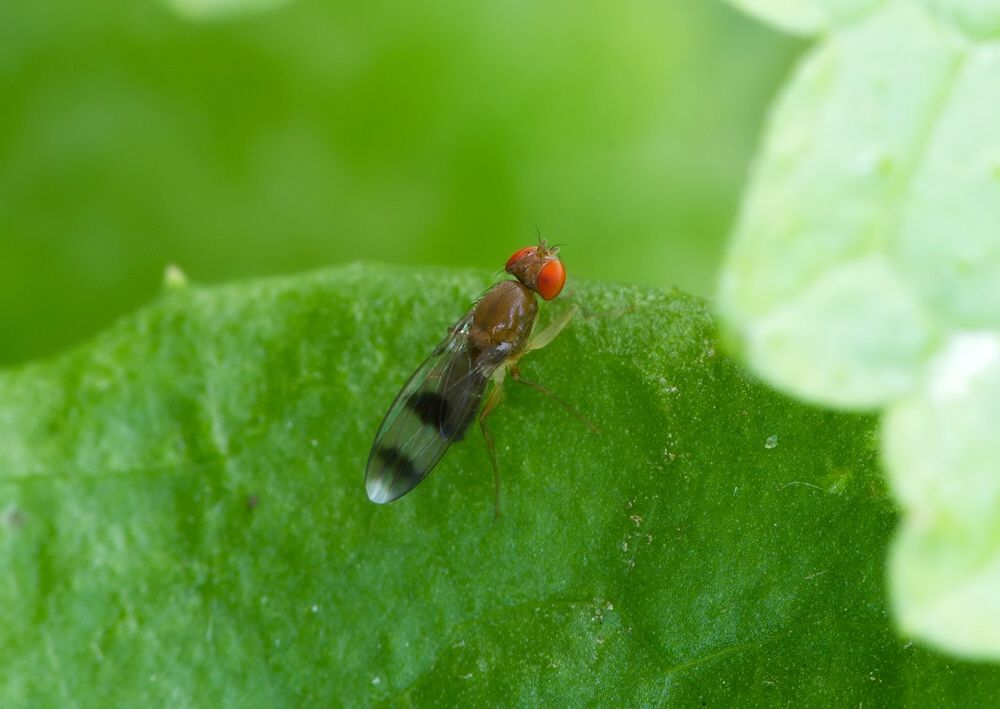 Chymomyza amoena