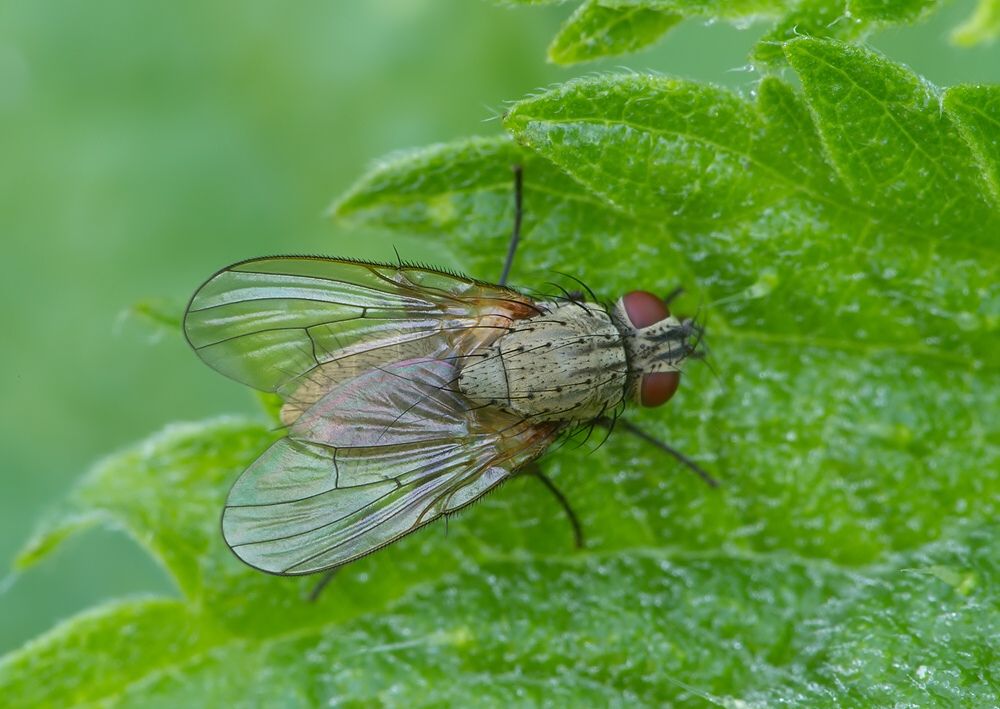 Hylemya variata