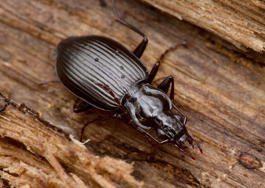 Limodromus assimilis