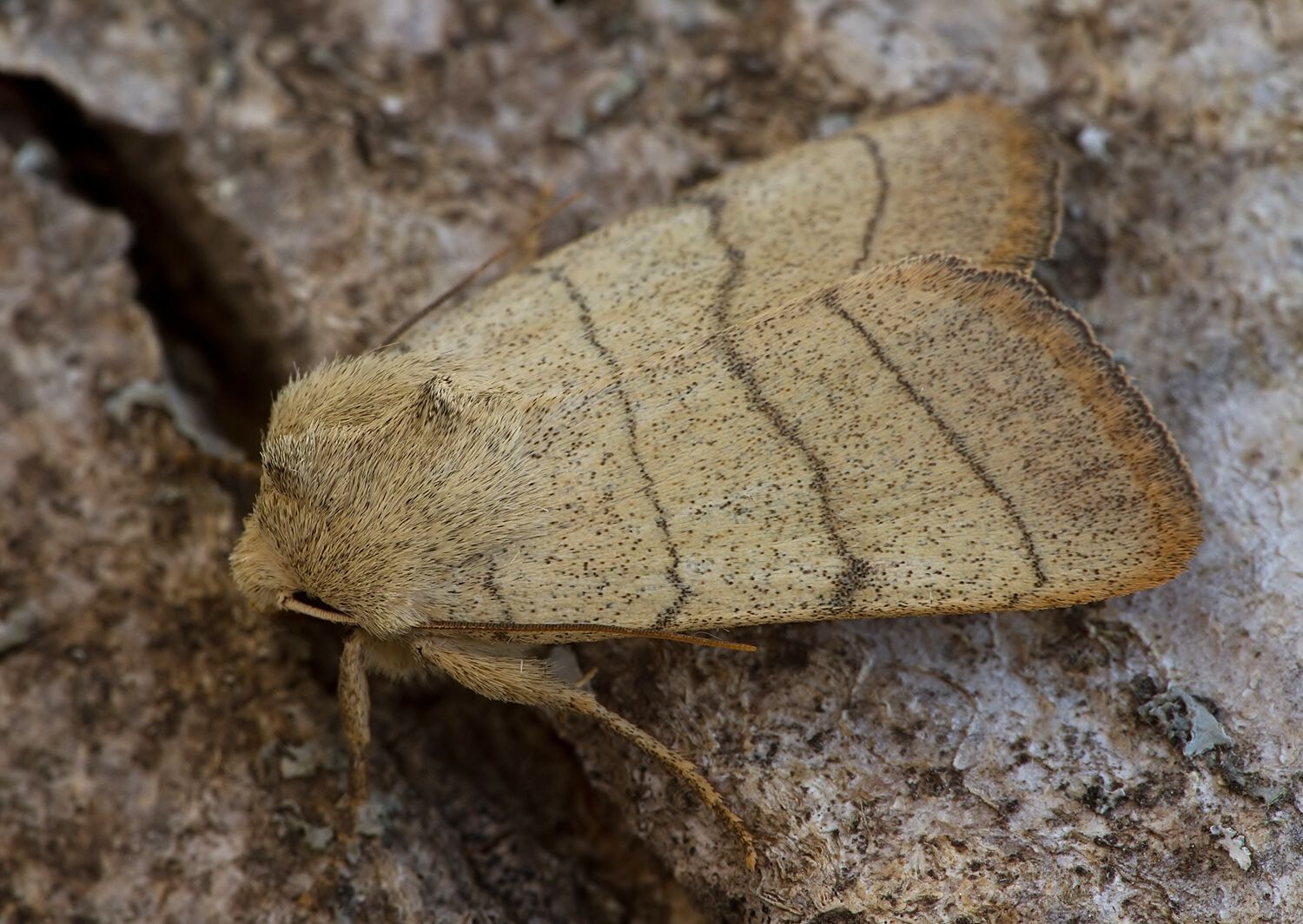 Charanyca trigrammica