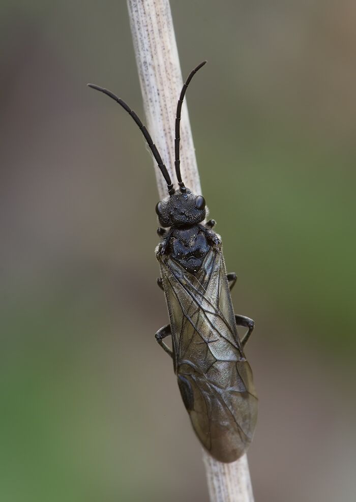 Dolerus niger