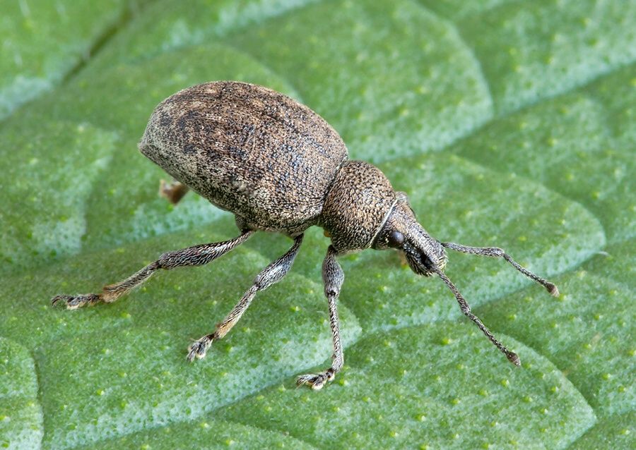 Otiorhynchus ligustici