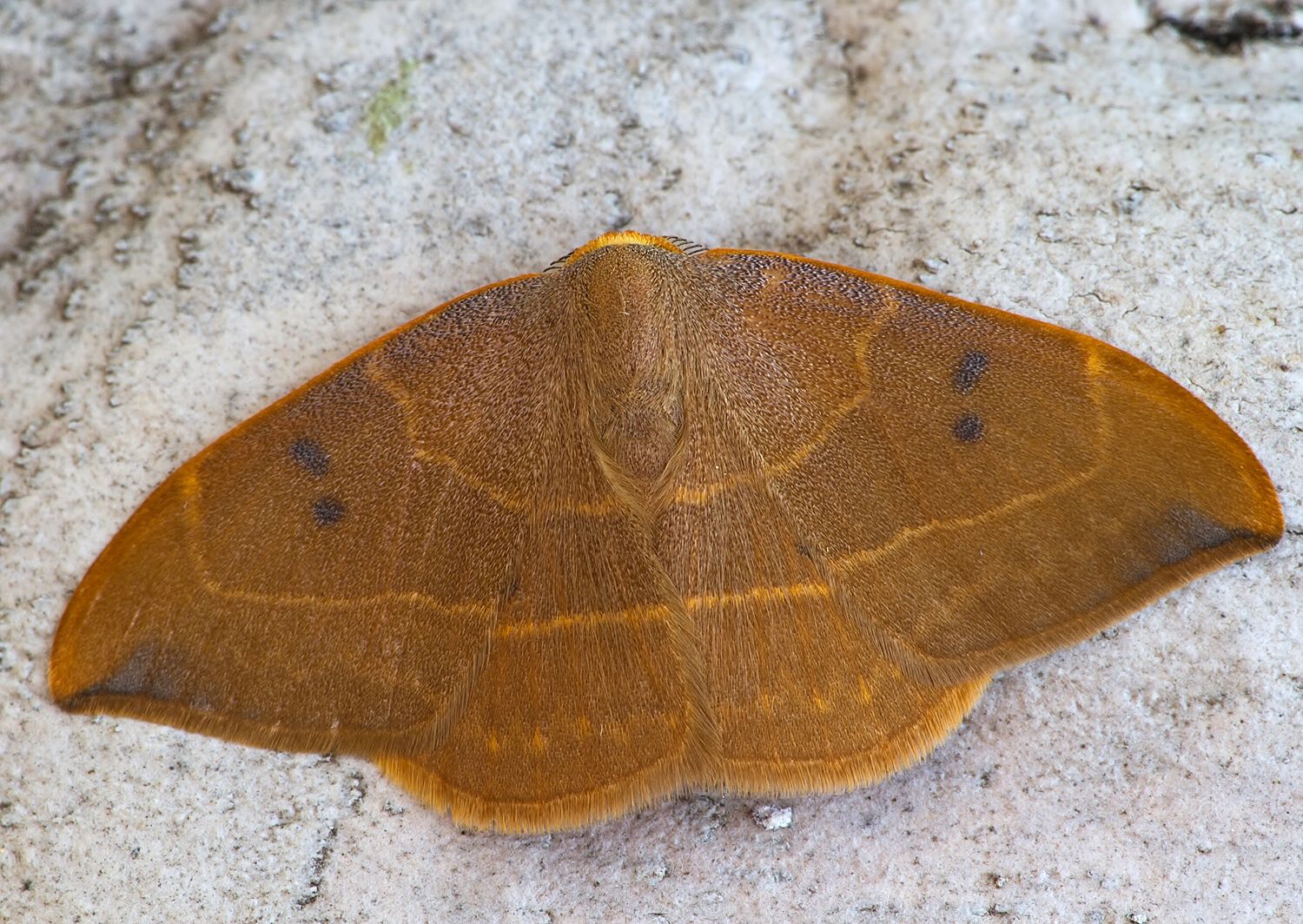 Watsonalla binaria
