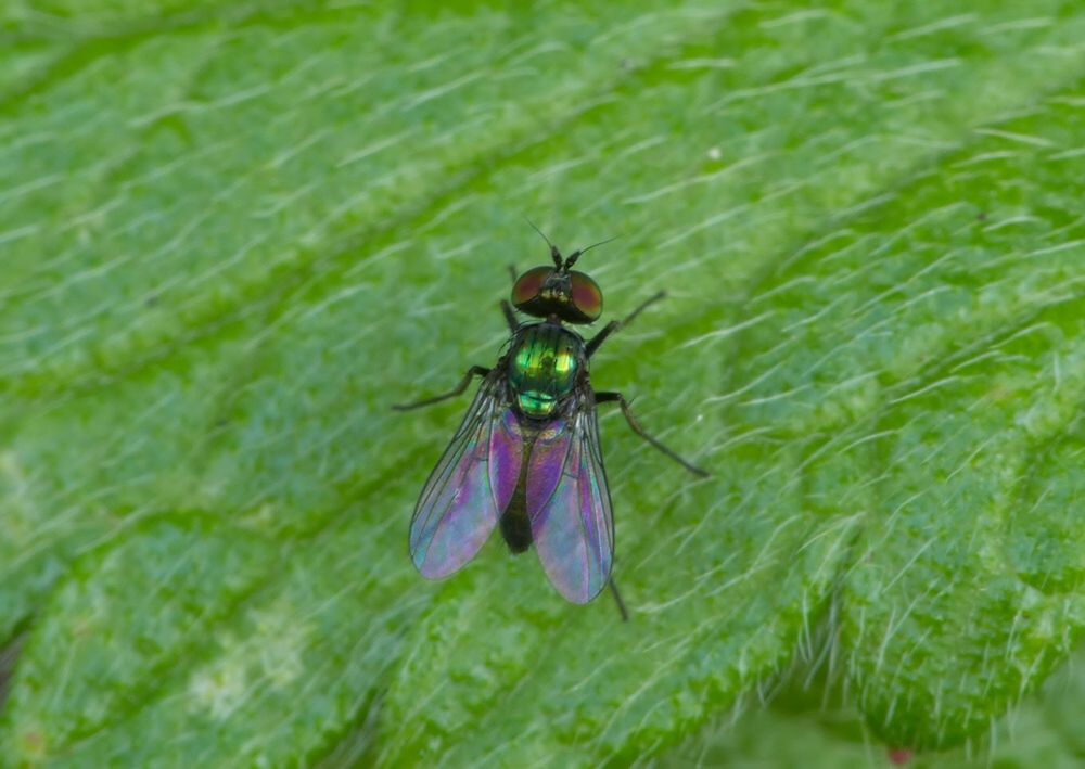 Chrysotus suavis