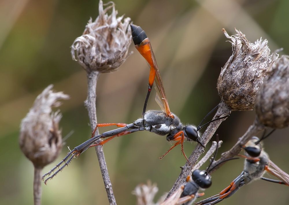 Ammophila heydeni