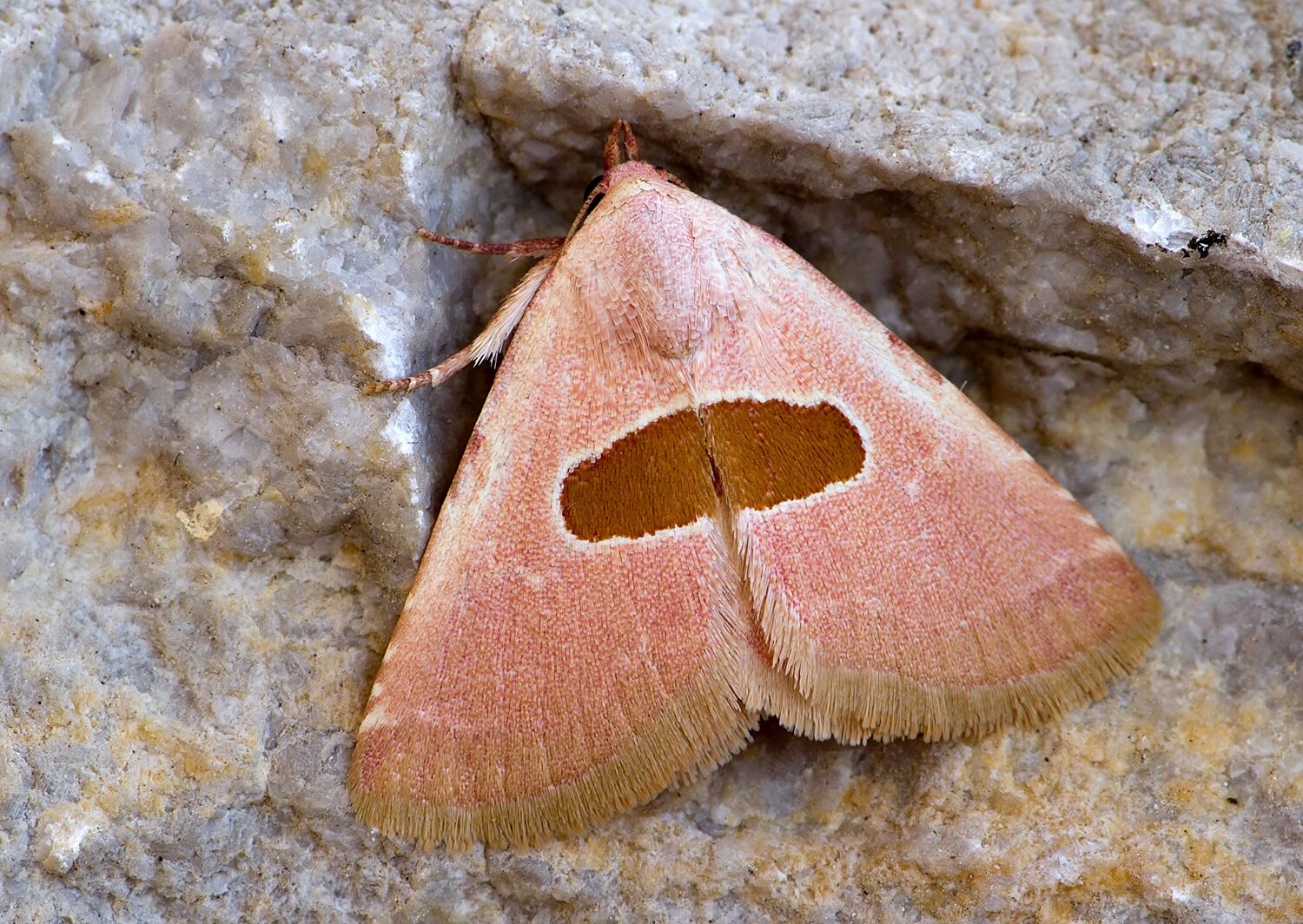 Calymma communimacula