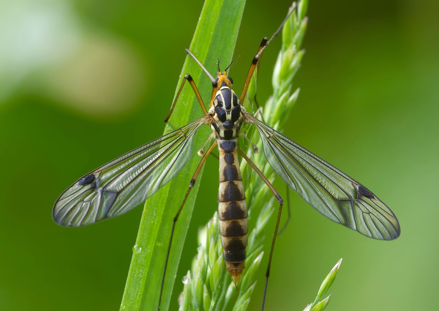 Nephrotoma quadrifaria