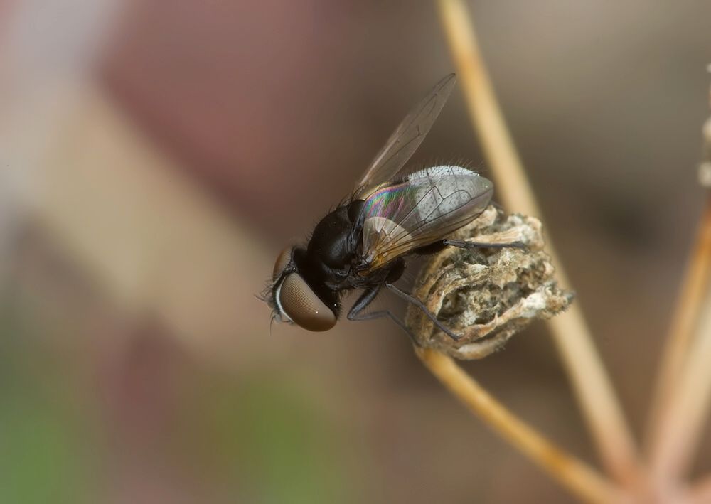 Phasia barbifrons