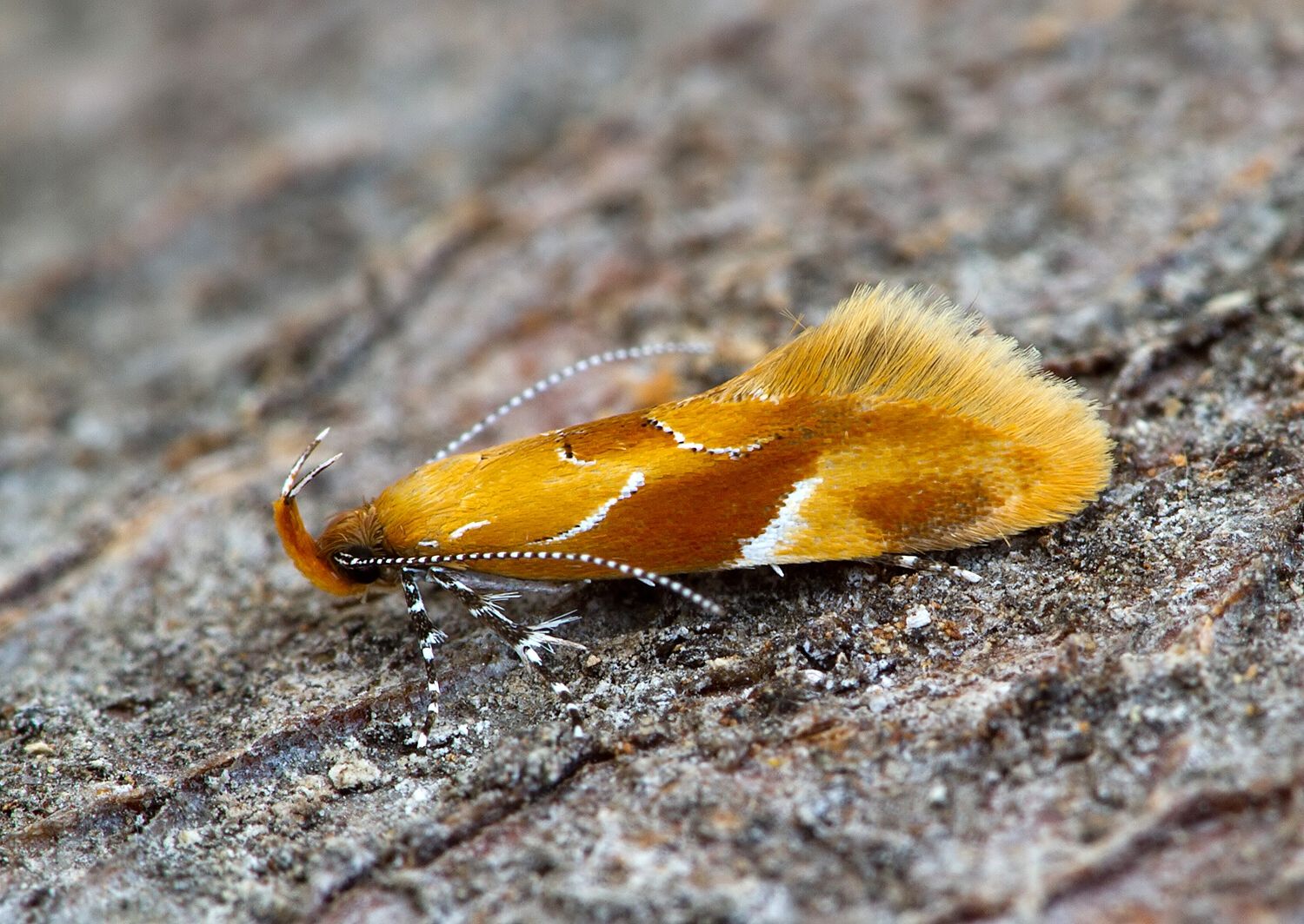 Epicallima formosella