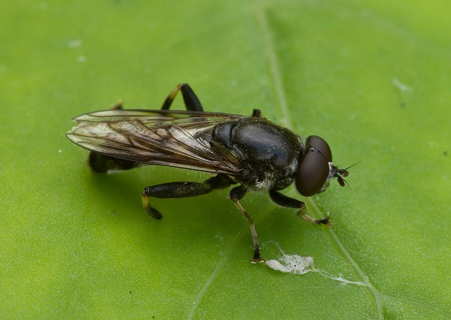 Xylota florum