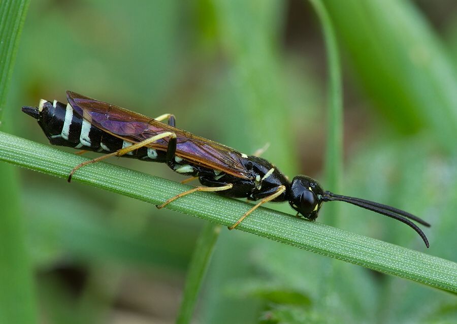 Hartigia xanthostoma