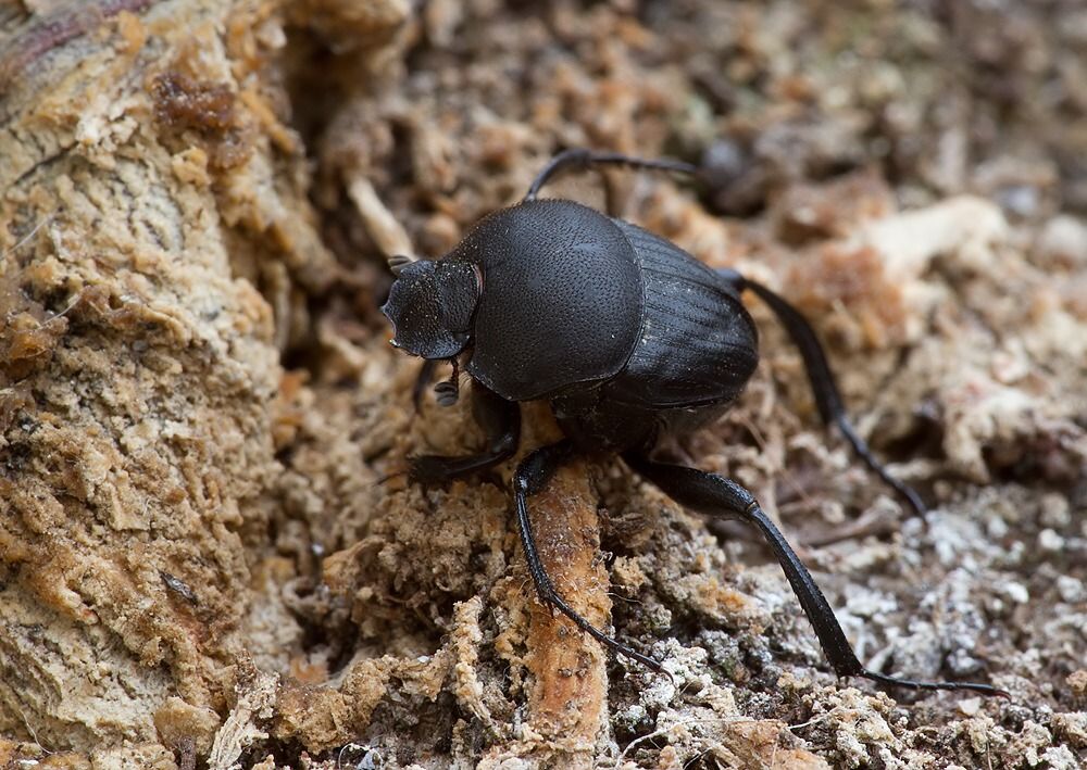 Sisyphus schaefferi