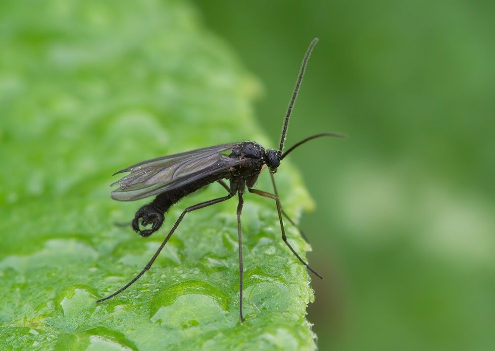 Bradysia pauperata