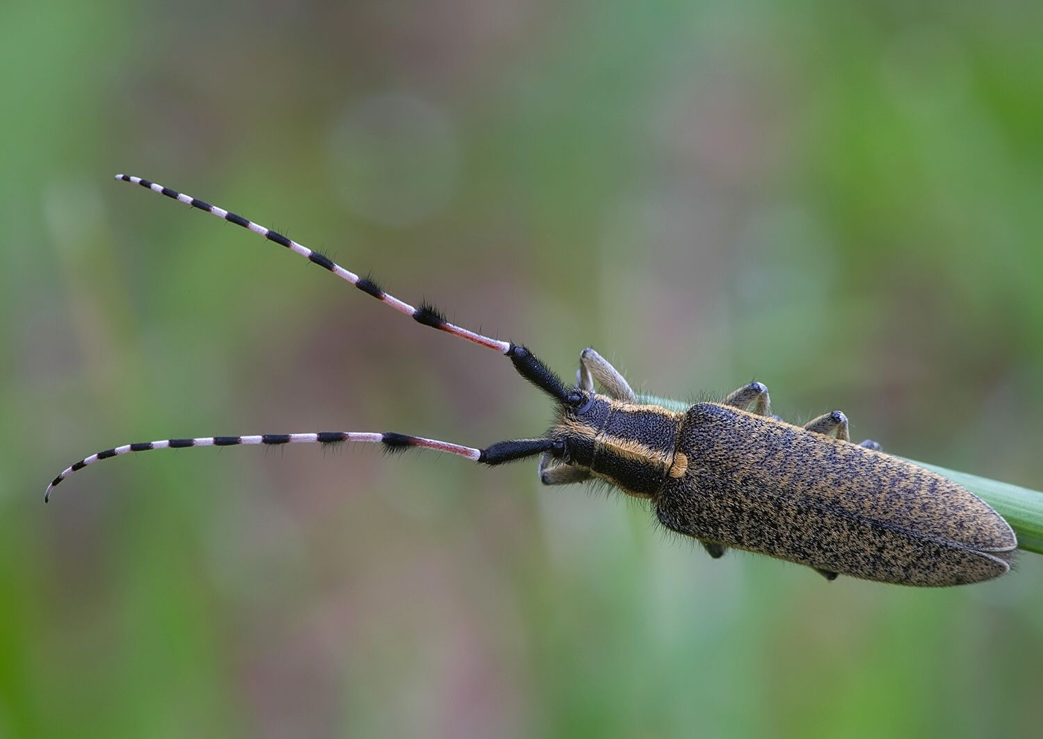 Agapanthia dahli