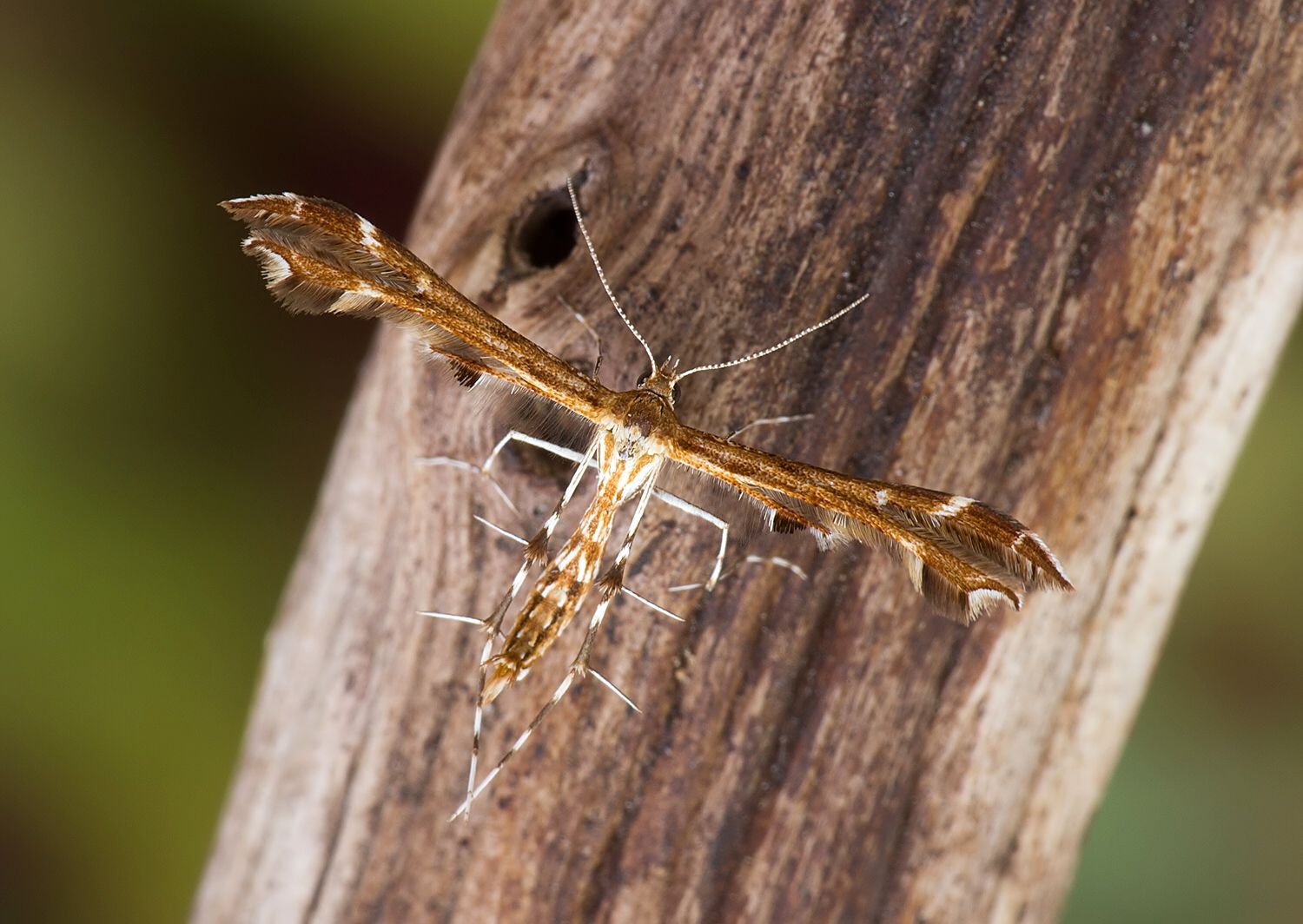 Oxyptilus pilosellae