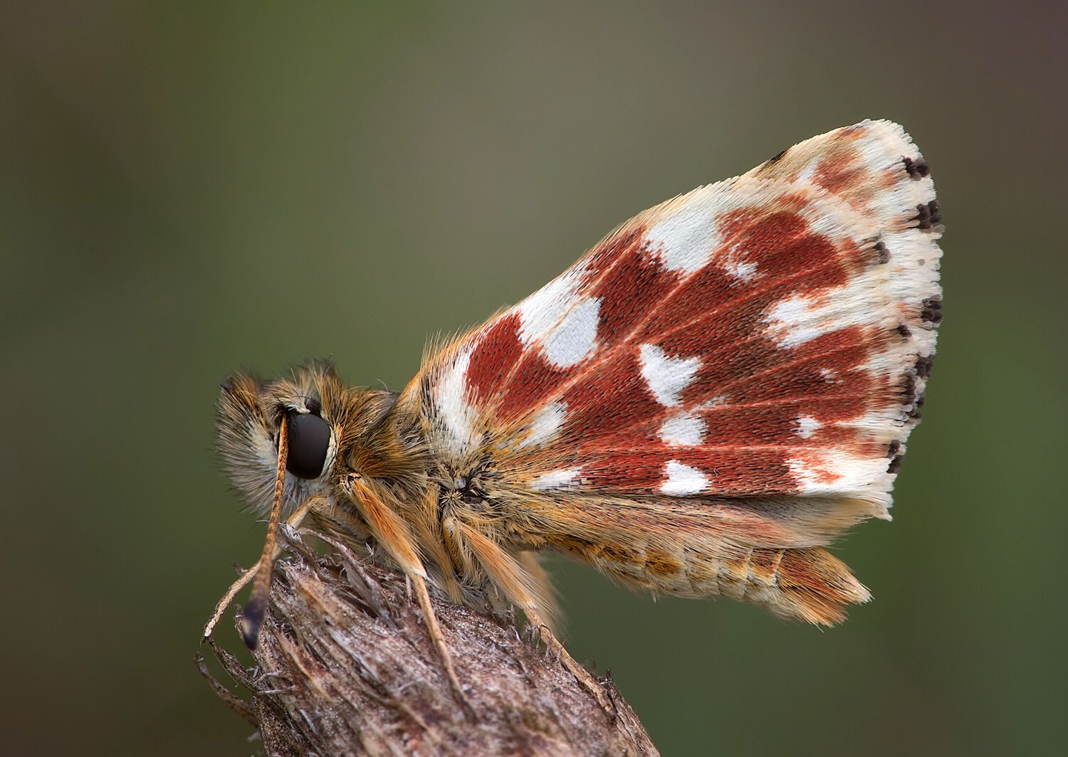 Spialia sertorius