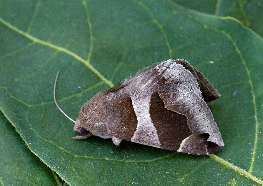 Dysgonia algira