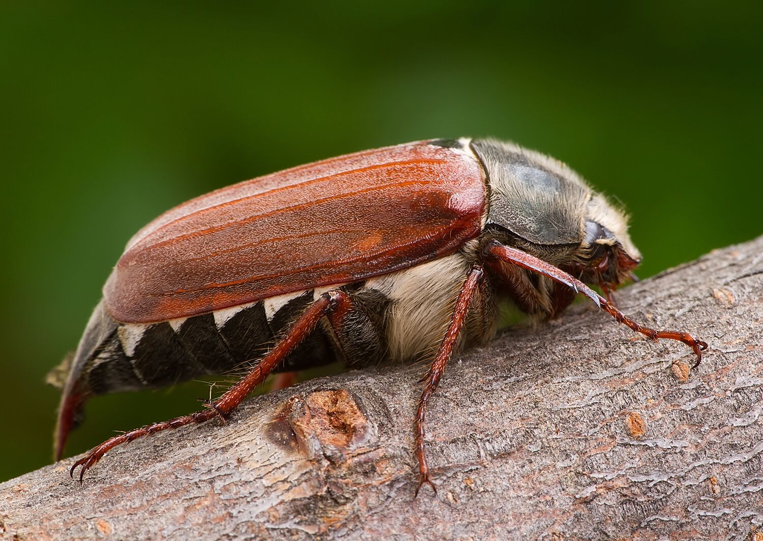 Melolontha melolontha