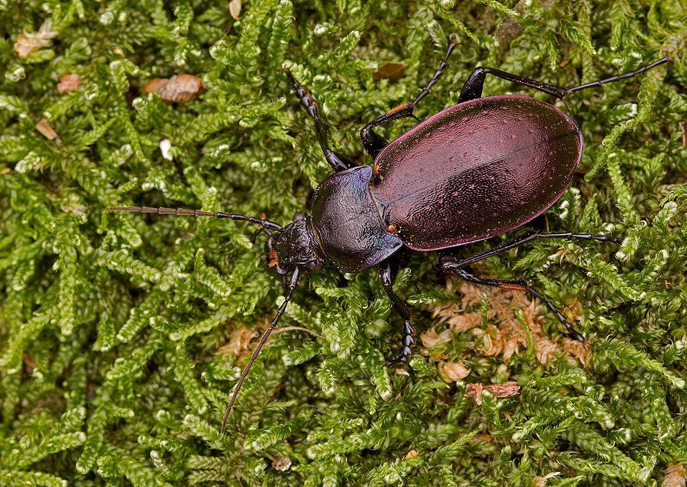 Carabus nemoralis