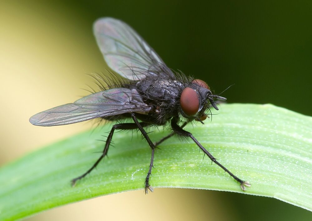 Oebalia minuta