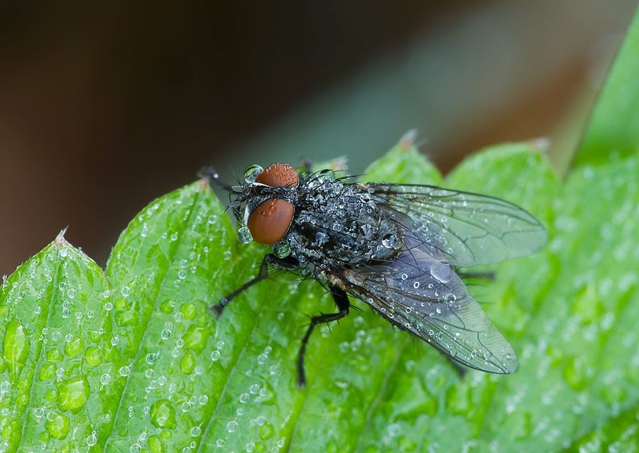 Exorista larvarum