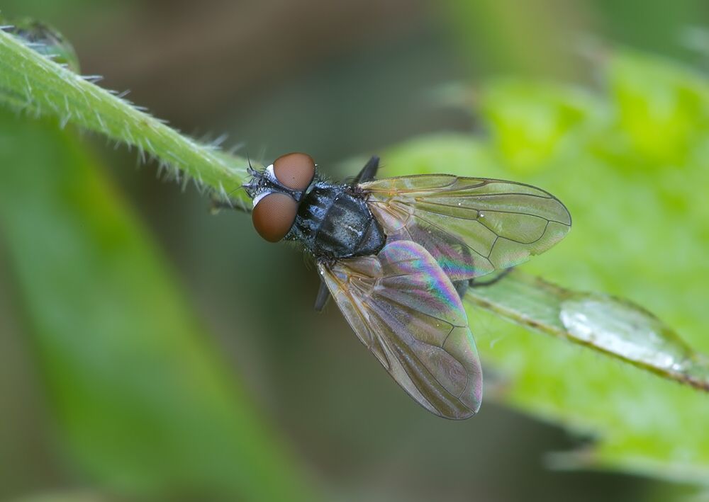 Phasia obesa