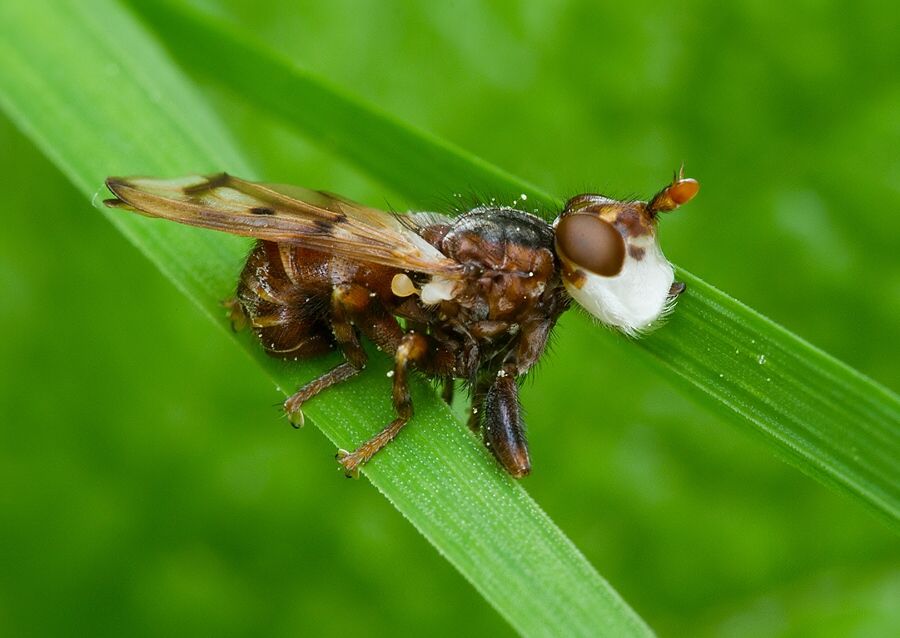 Myopa tessellatipennis