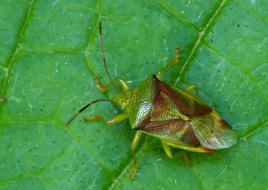 Elasmostethus interstinctus