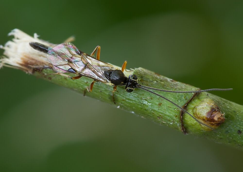 Cremastinae