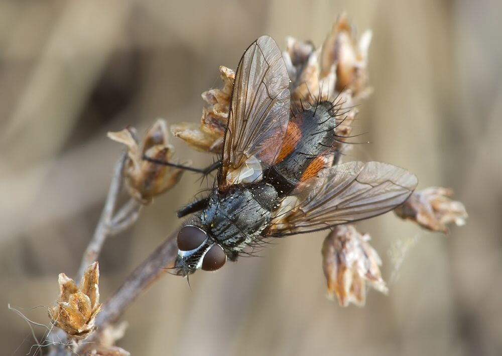 Eriothrix rufomaculatus